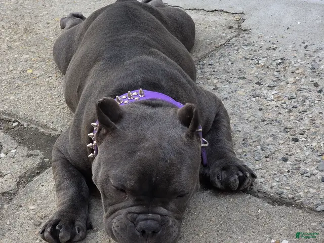 American Bully dogs for sale: American Bully 1 - Ad 1