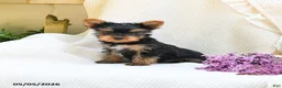 Yorkshire Terrier dogs for sale: Cricket - Ad 4