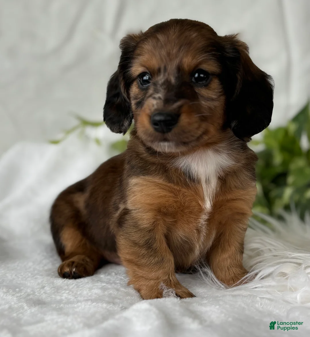 Miniature Dachshund dogs for sale: Sundance Kid Miniature Dachshund  - Ad 8
