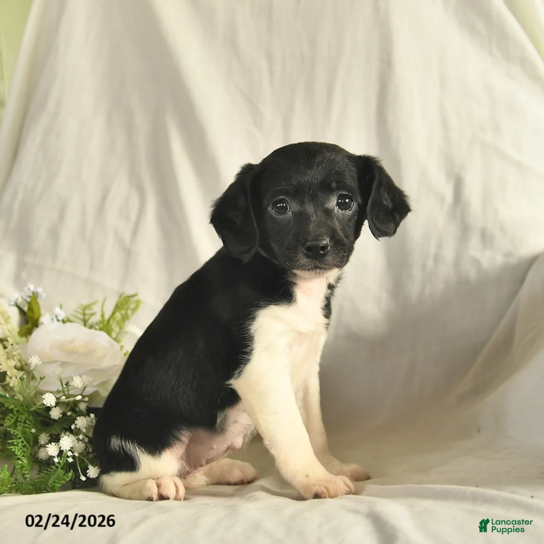 Mixed Breed dogs for sale: Merci  - Ad 3