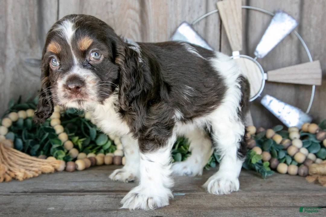 Cocker Spaniel dogs for sale: Apple - Ad 1
