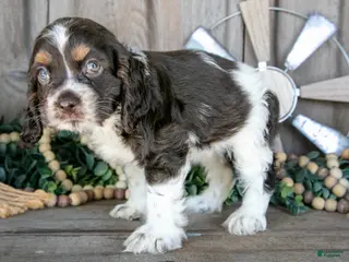 Cocker Spaniel dogs for sale: Apple - Ad 2