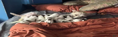 Mixed Breed 6