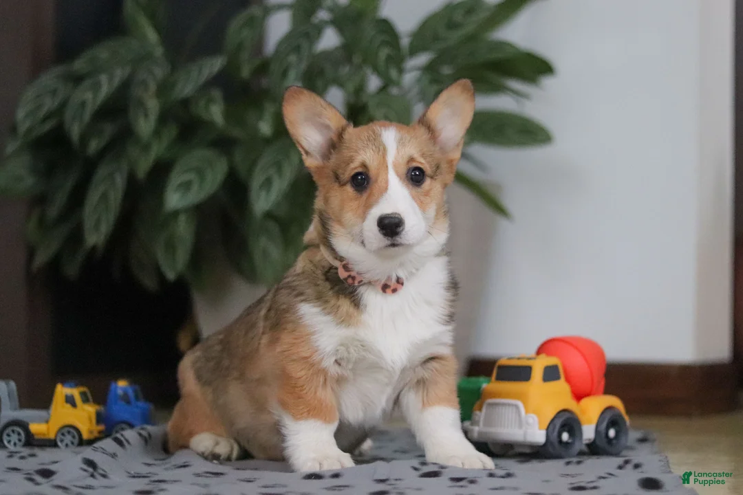 Welsh Corgi Pembroke dogs for sale: Hope - Ad 1