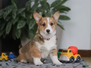 Welsh Corgi Pembroke dogs Hope - Ad 10