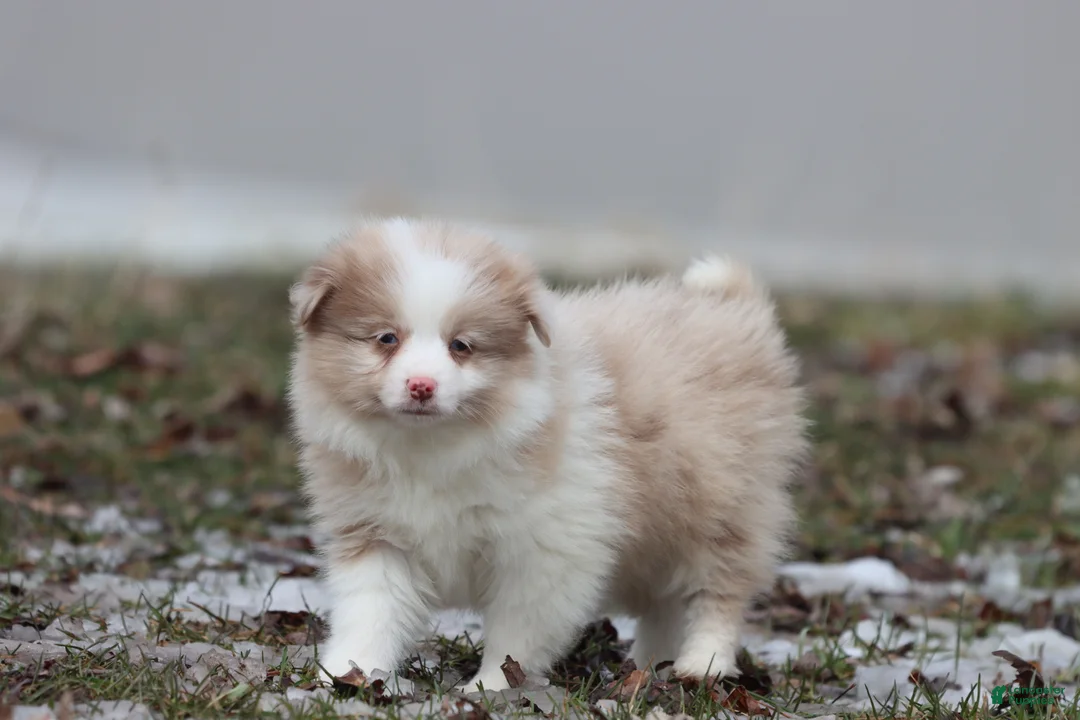 Mixed Breed dogs for sale: Coffee Cake - Ad 3