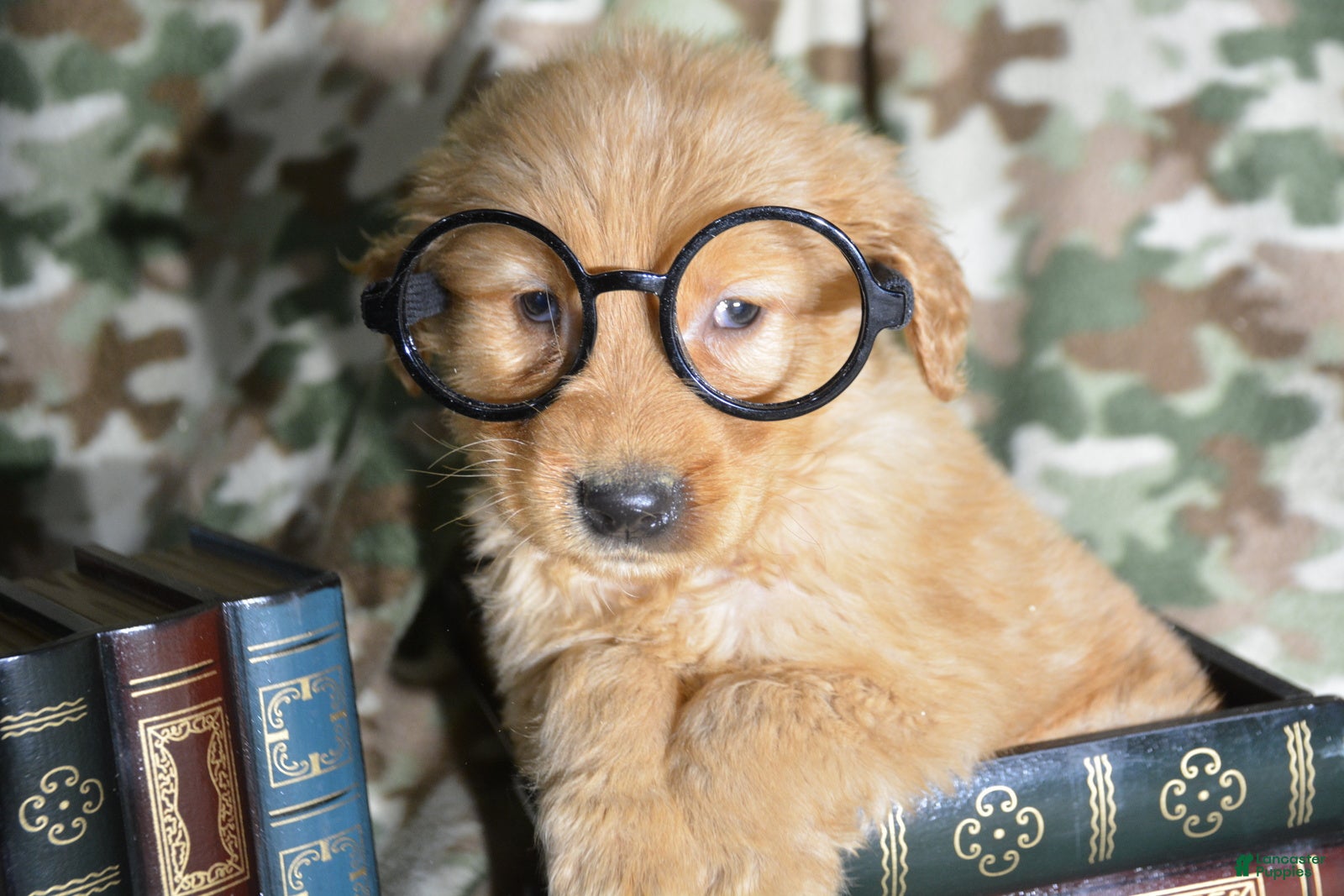 Golden Retriever dogs Golden Retriever Puppy 5 George - Ad 41