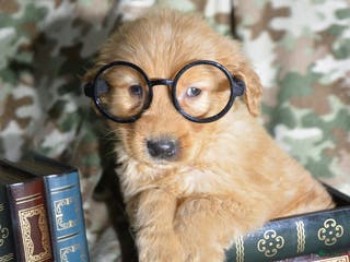 Golden Retriever dogs Golden Retriever Puppy 5 George - Ad 41