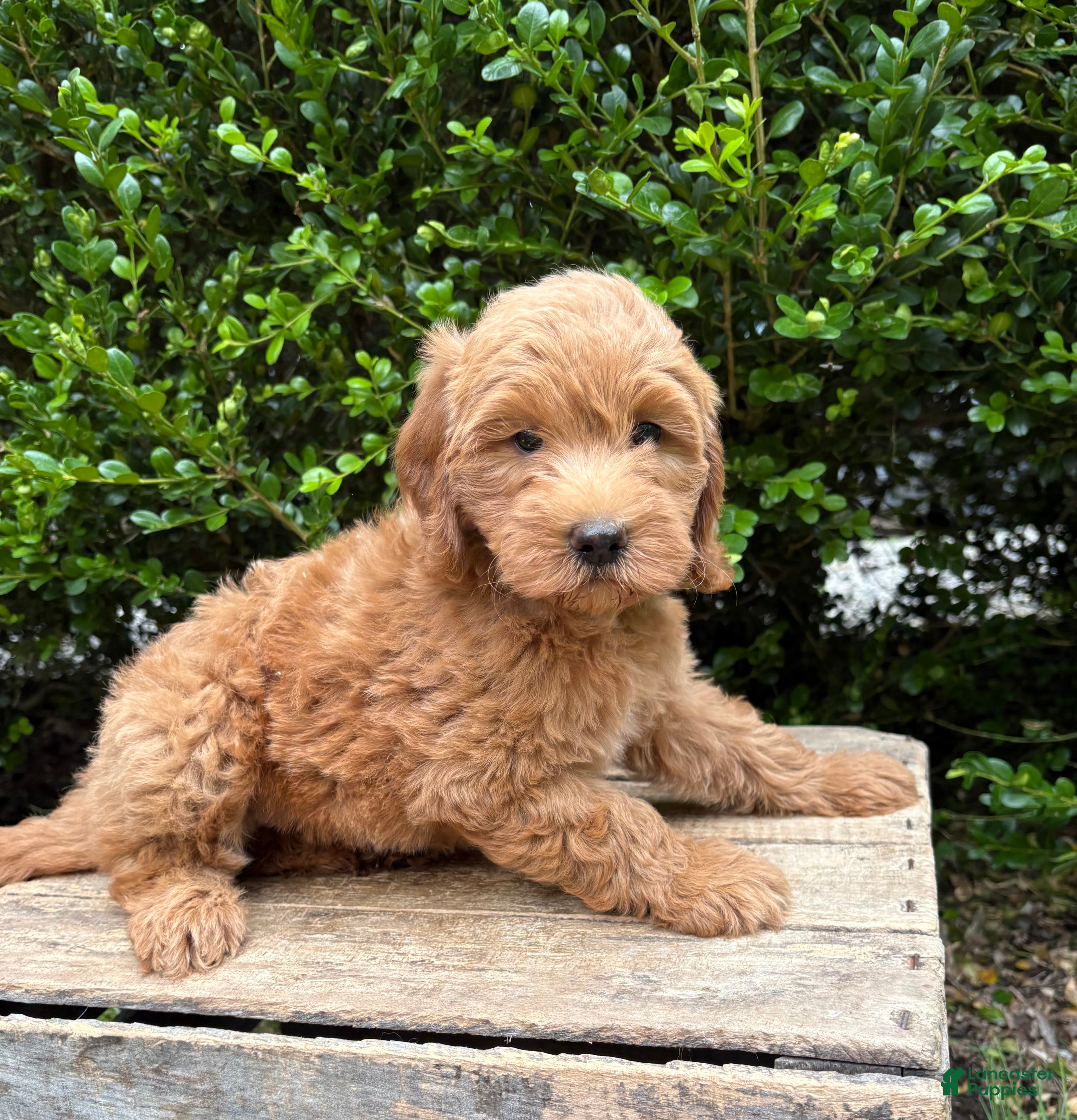 Mini Goldendoodle dogs Brooke - Ad 2
