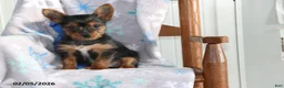Yorkshire Terrier dogs for sale: Nick  - Ad 1
