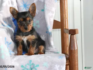 Yorkshire Terrier dogs Nick - Ad 38