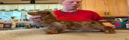 Miniature Dachshund dogs for sale: AKC Russian Ch line - Ad 7