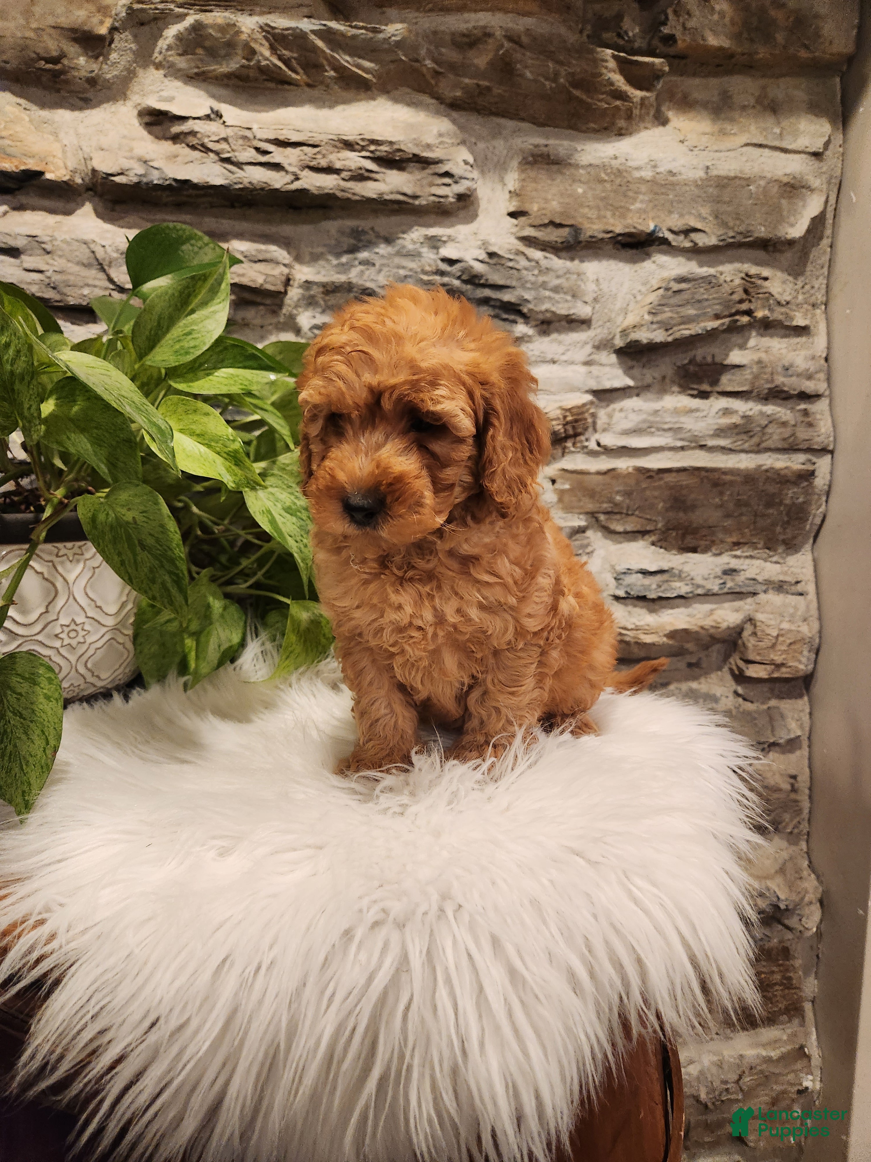 Mini Goldendoodle dogs BLAZE - Mini Goldendoodle Fluffy Puppy 5 - Ad 2
