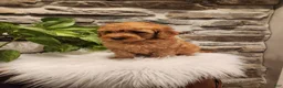 Mini Goldendoodle dogs for sale: BLAZE - Mini Goldendoodle Fluffy Puppy - Ad 18