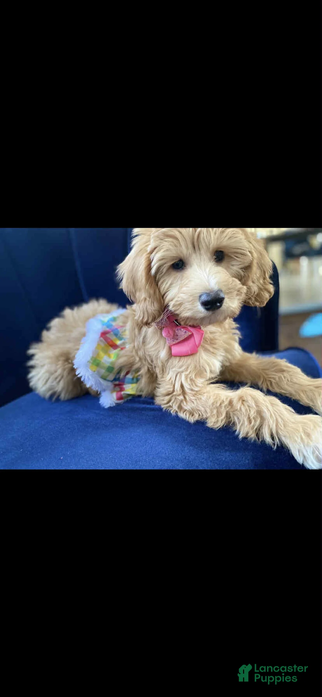 Mini Goldendoodle dogs for sale: Mini Goldendoodle Puppy 2 - Ad 4