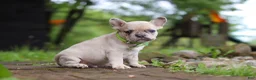 French Bulldog dogs for sale: Ace - Ad 4