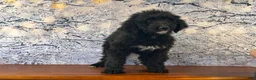 Bernedoodle dogs for sale: Bucky - Ad 1