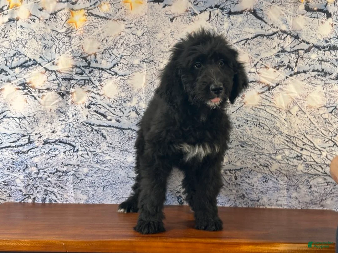 Bernedoodle dogs for sale: Bucky - Ad 1
