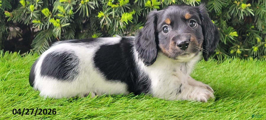 Miniature Dachshund dogs Patches - Ad 2