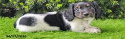 Miniature Dachshund dogs for sale: Patches - Ad 2