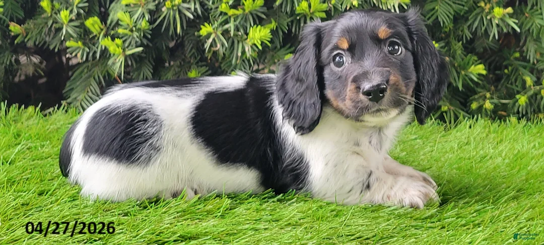 Miniature Dachshund dogs for sale: Patches - Ad 2