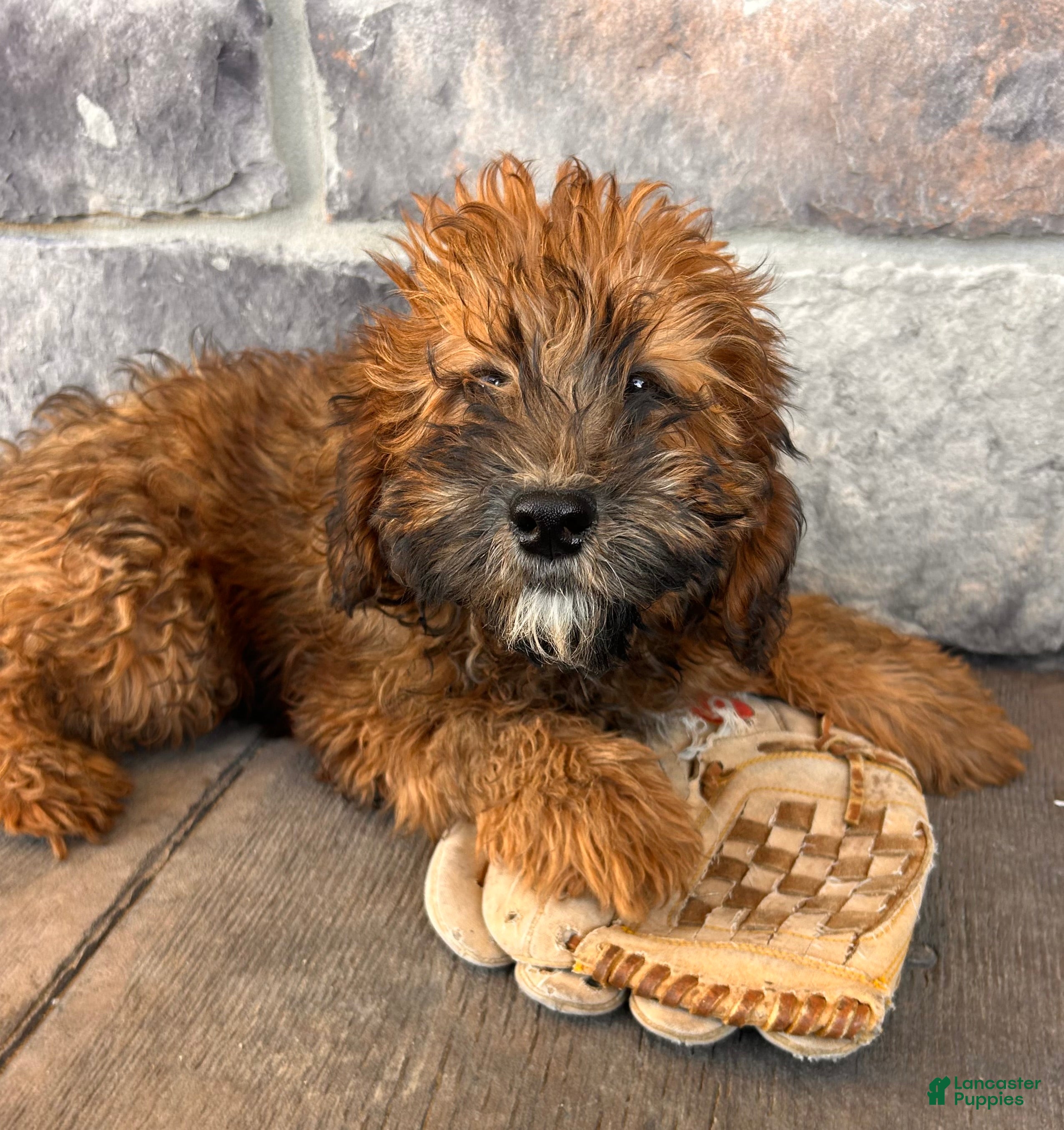 Whoodle dogs Ember - Ad 1