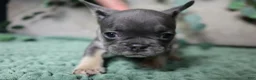 French Bulldog dogs for sale: Derek  - Ad 6