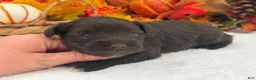 Miniature Schnauzer dogs for sale: Lexie Female 2 AKC Liver Color Mega Coat - Ad 3