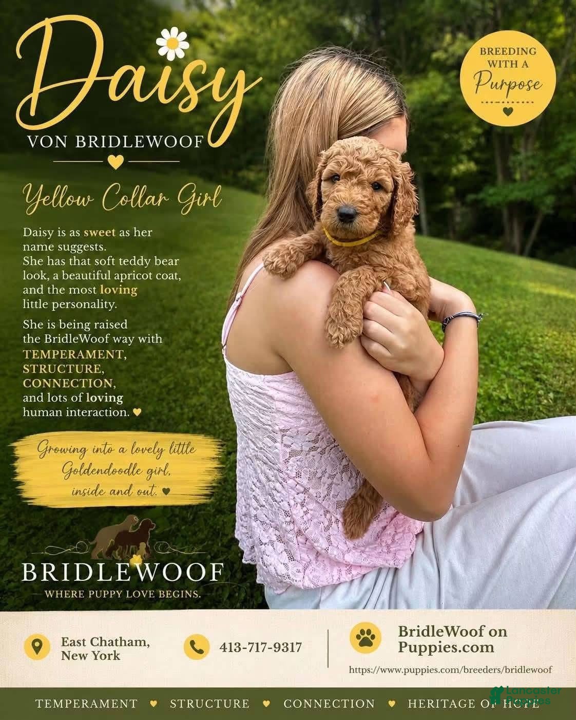 Goldendoodle dogs Daisy von BridleWoof  - Ad 2