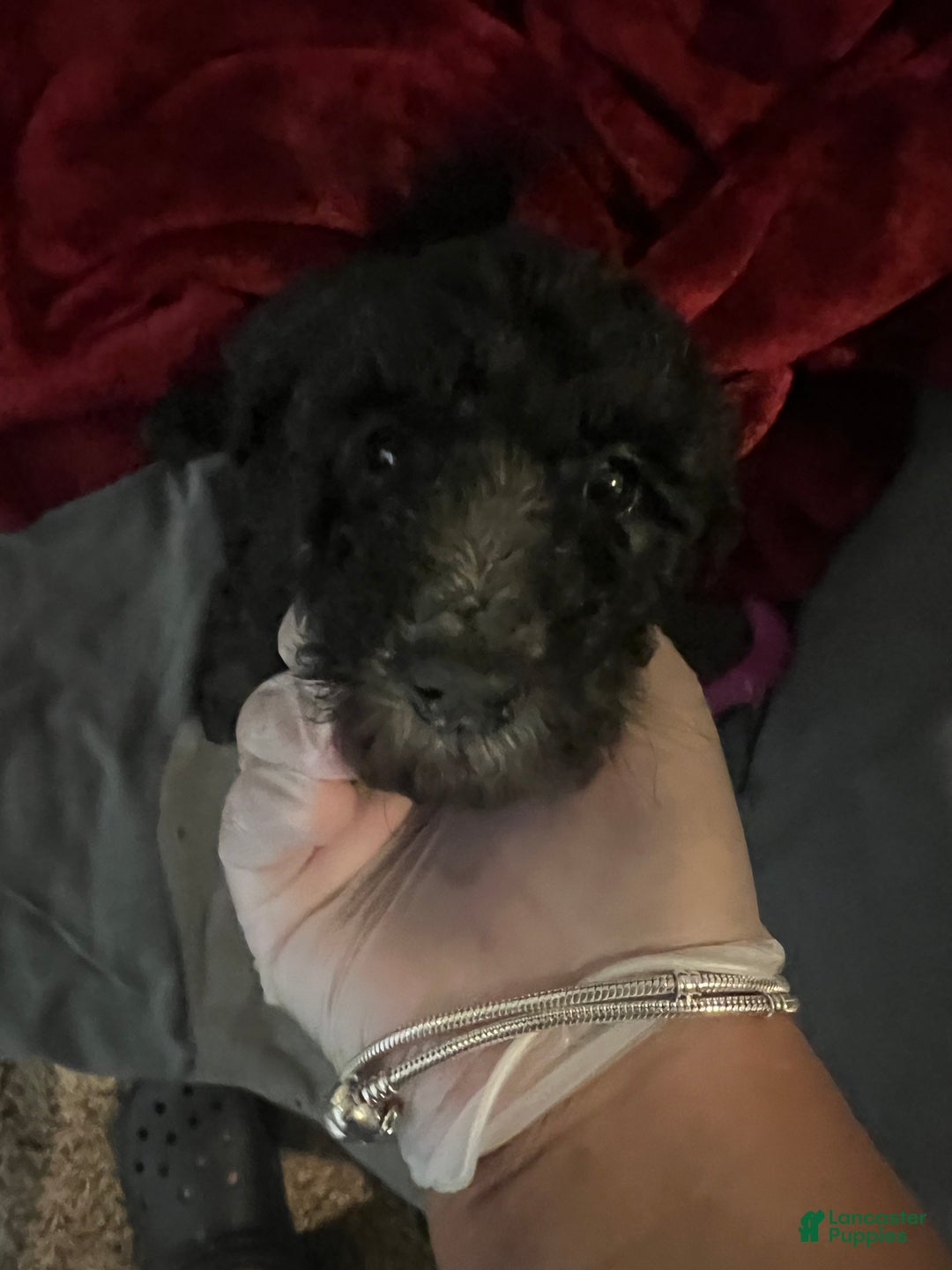 Standard Poodle dogs for sale: Standard Poodle Puppy 8 - Ad 7
