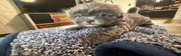 Shorkie dogs for sale: Shorkie 2 - Ad 3