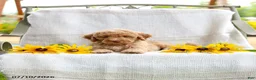 Mini Goldendoodle dogs for sale: Jared - Ad 5