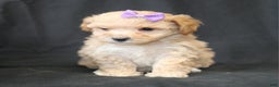 Bichpoo dogs for sale: Betty - Ad 3