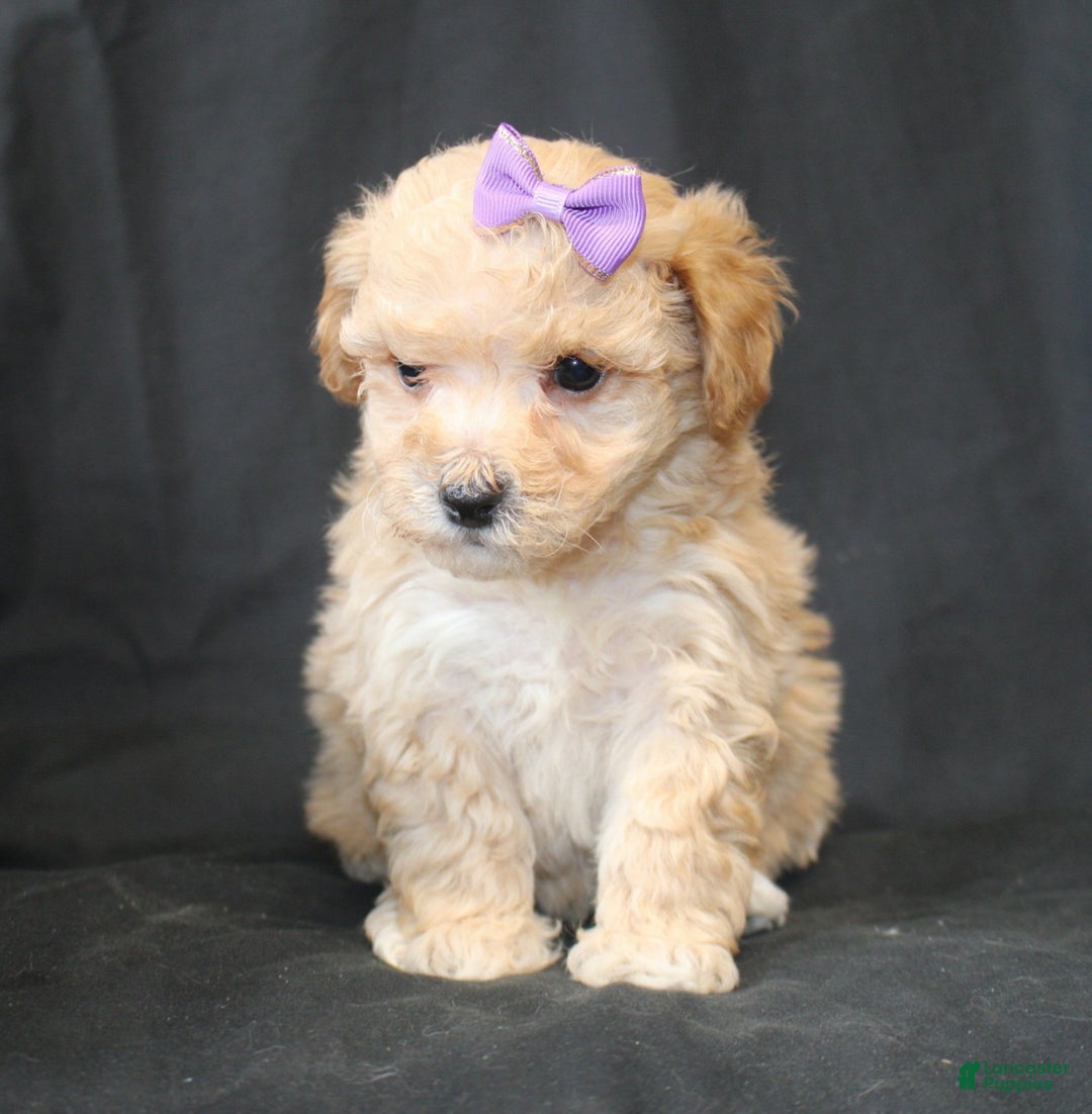 Bichpoo dogs for sale: Betty - Ad 3