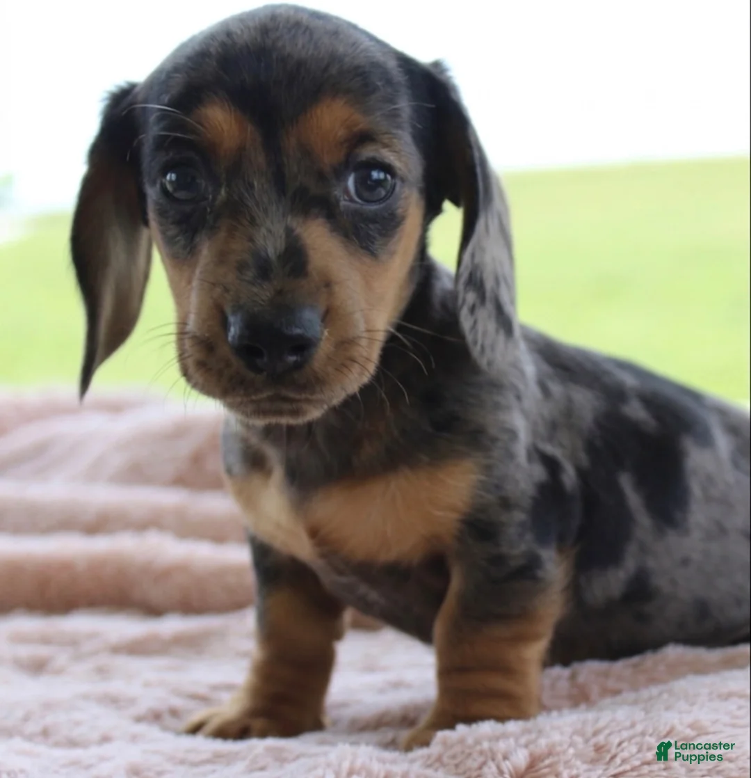Miniature Dachshund dogs for sale: Miniature Dachshund 2 - Ad 2