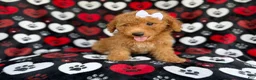 Mini Aussiedoodle dogs for sale: Olivia - Ad 7