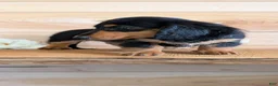 Miniature Dachshund dogs for sale: Riley - Ad 9