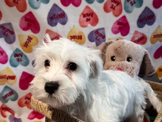 Yochon dogs Morty - Ad 9