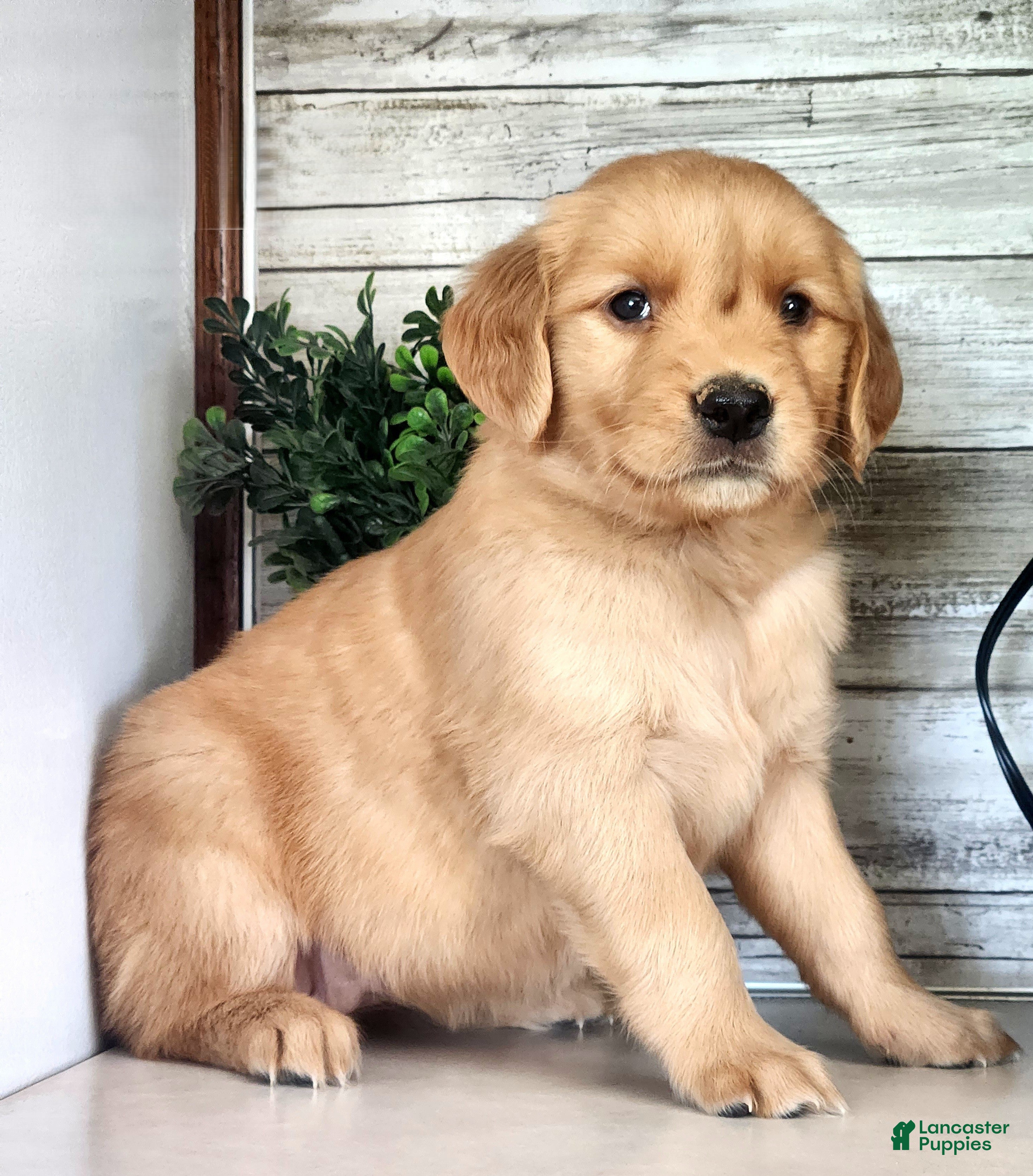 Golden Retriever dogs Sunny - Ad 1