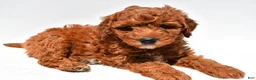 Mini Goldendoodle dogs for sale: Hunter - Ad 7