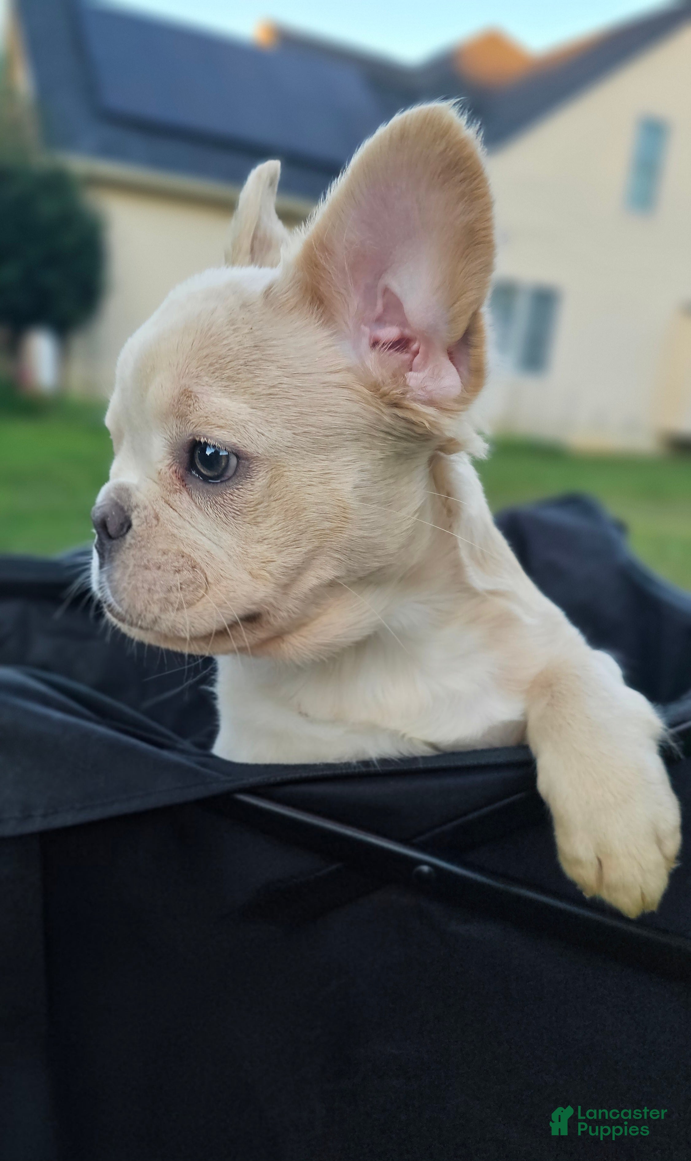 French Bulldog dogs 🐾 Cielo – Female Fluffy French Bulldog Puppy - Ad 2