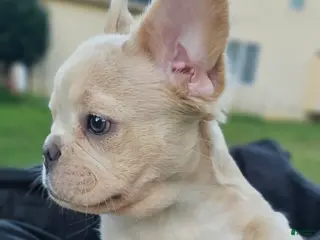 French Bulldog dogs 🐾 Cielo – Female Fluffy French Bulldog Puppy - Ad 2
