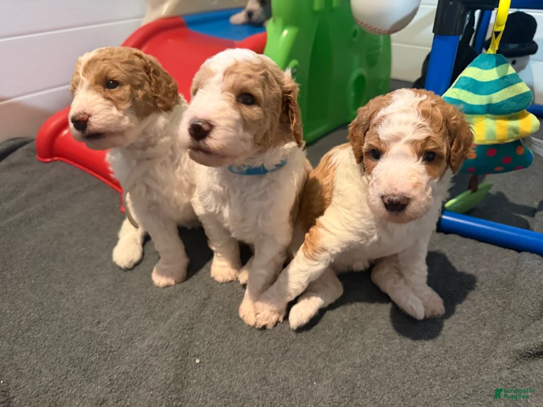 Standard Poodle dogs for sale: Spain - Ad 7