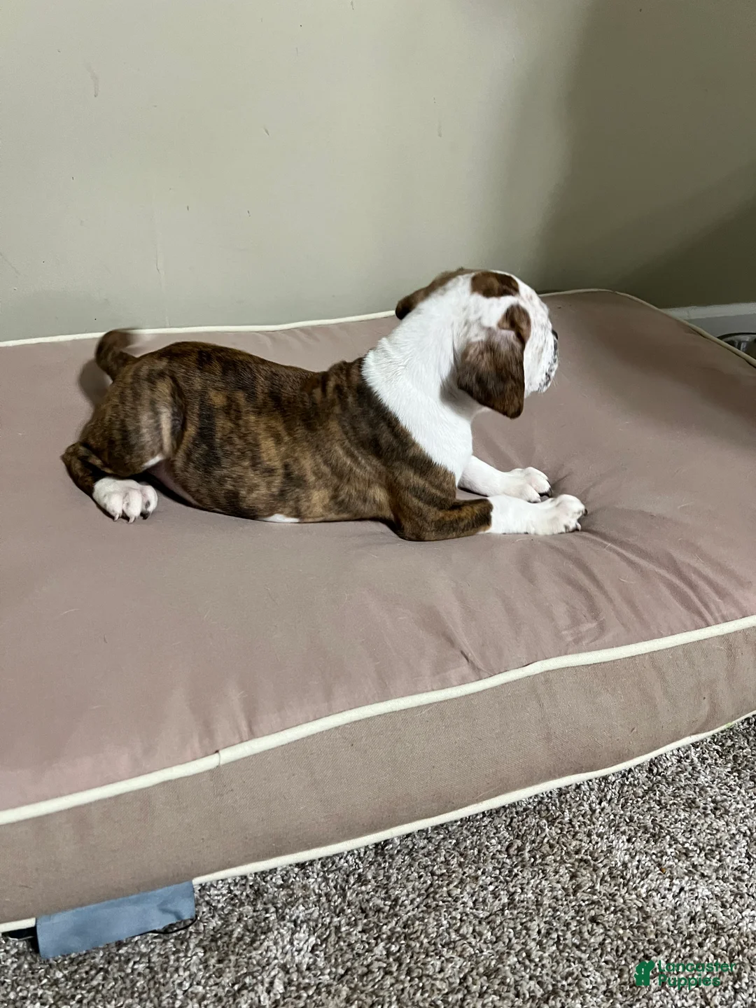 Mixed Breed dogs for sale: Mixed Breed Puppy 2 - Ad 2