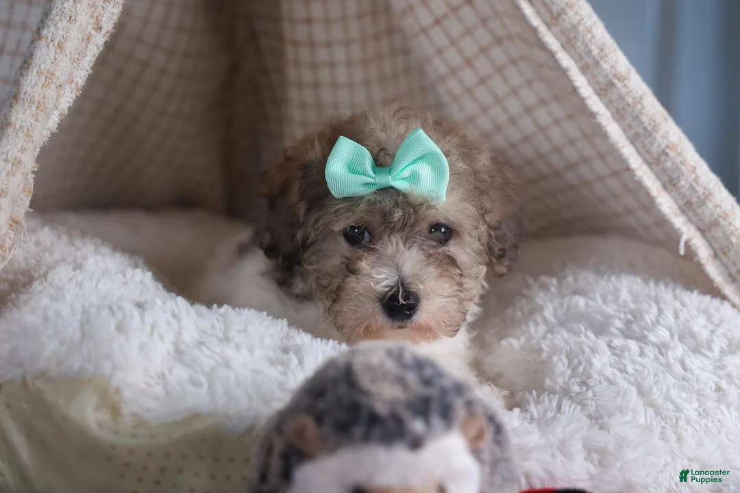 Bichpoo dogs for sale: Sunshine - Ad 4