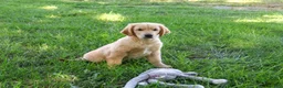 Golden Retriever dogs for sale: Georgie - Ad 5