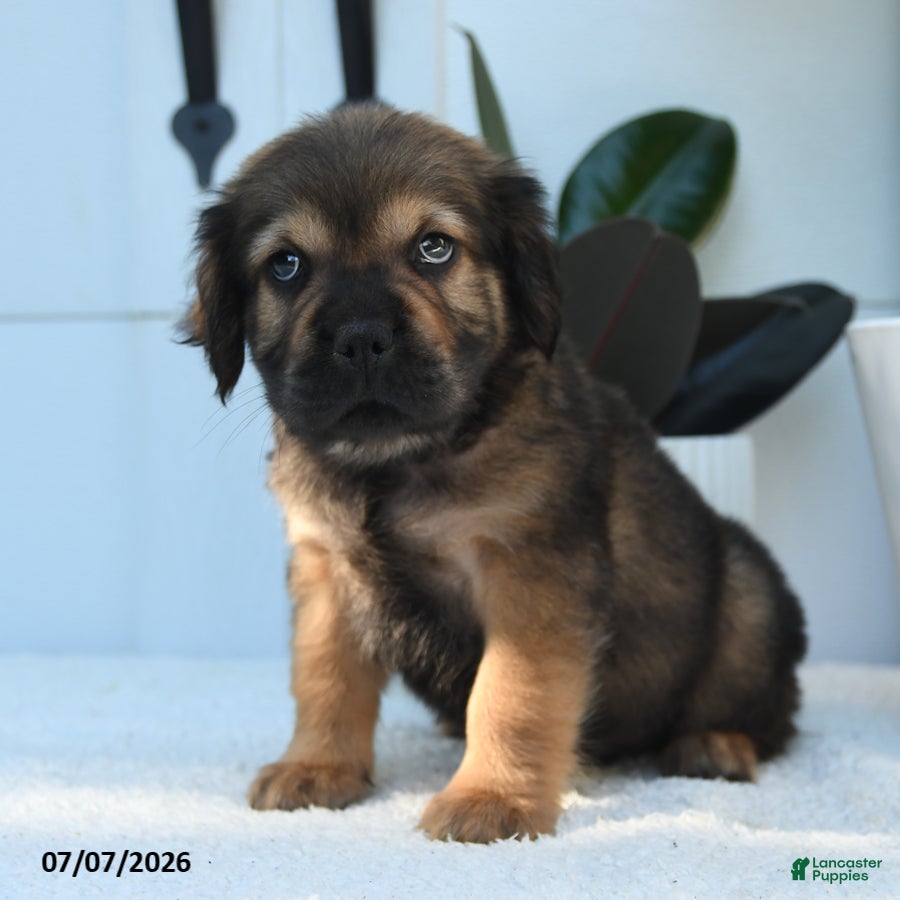 Mini Hippo dogs Max - Ad 1