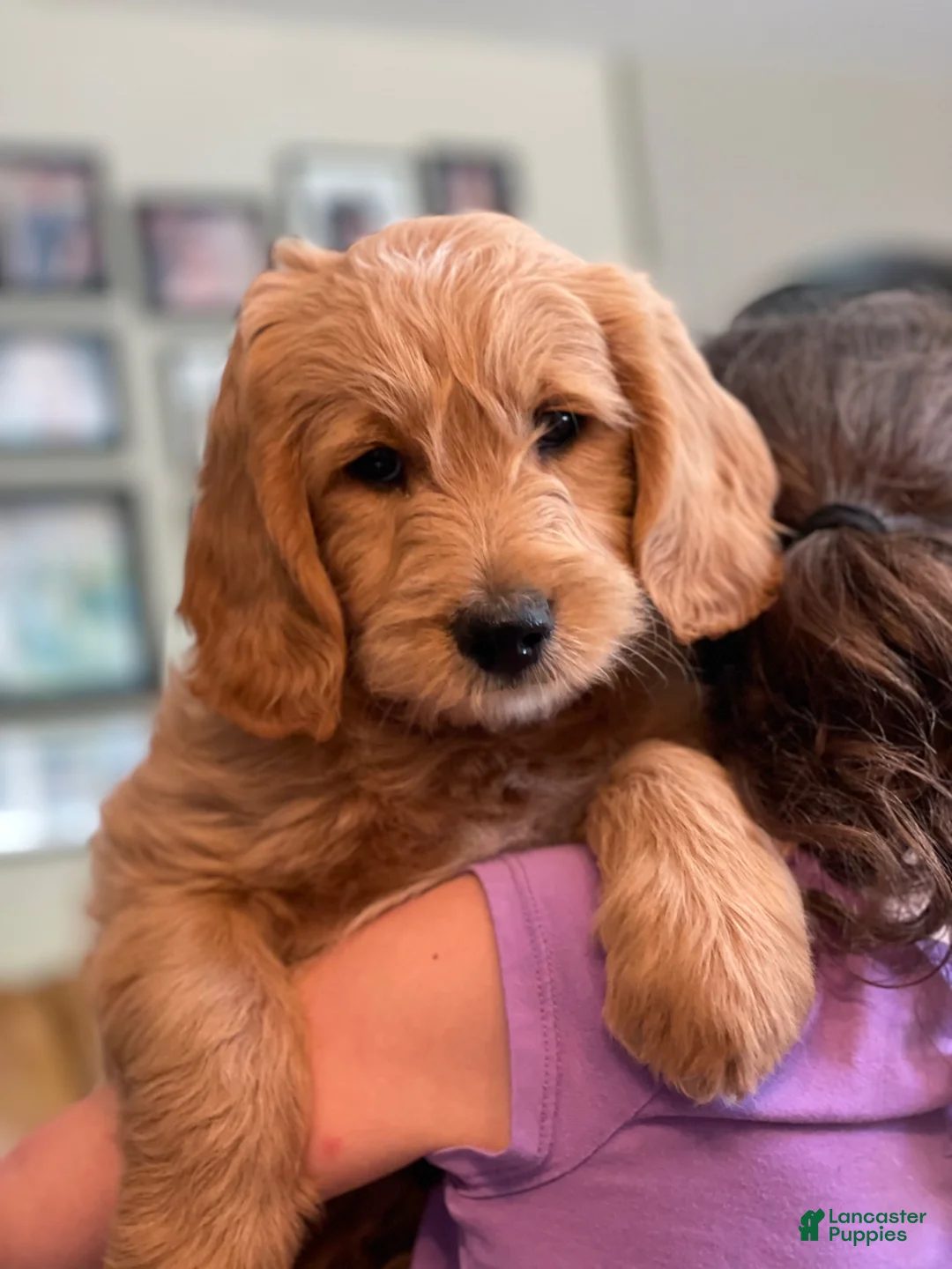Mini Goldendoodle dogs for sale: Orange Boy!🧡 - Ad 4