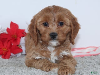 Cockapoo dogs - Ad 29