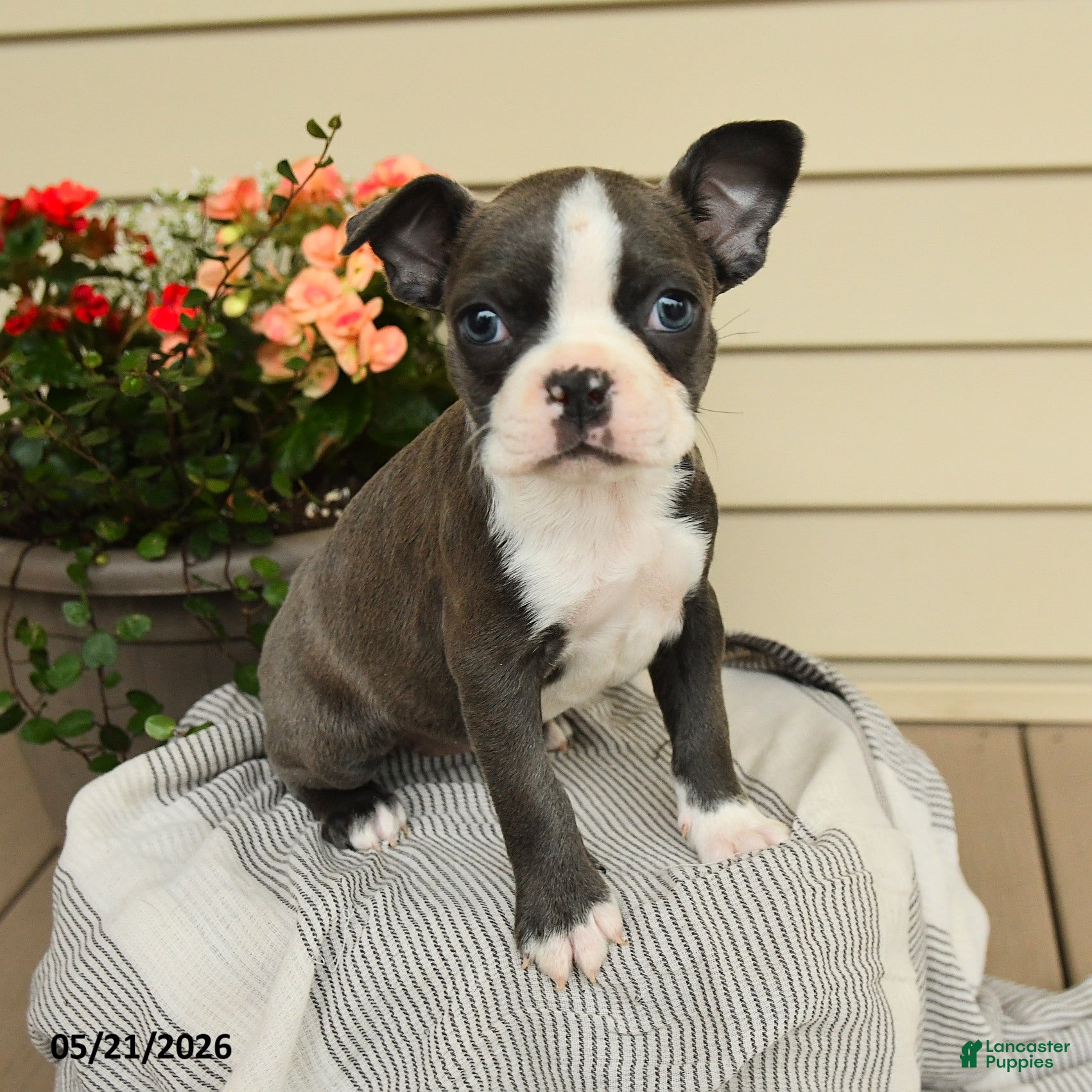 Boston Terrier dogs Bella   - Ad 1